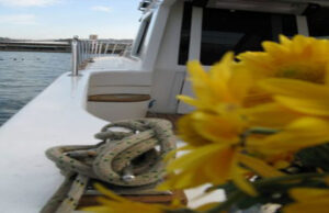 Tekne SSR - Görsel 2